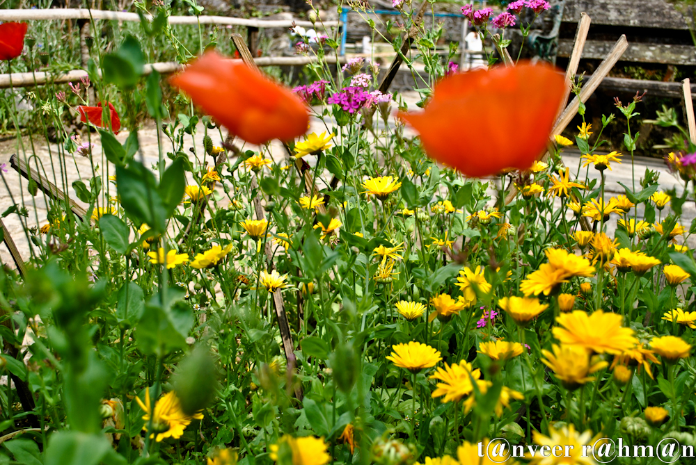 Oriental poppy - Seasonal Beautiful Flowers of Darjeeling
