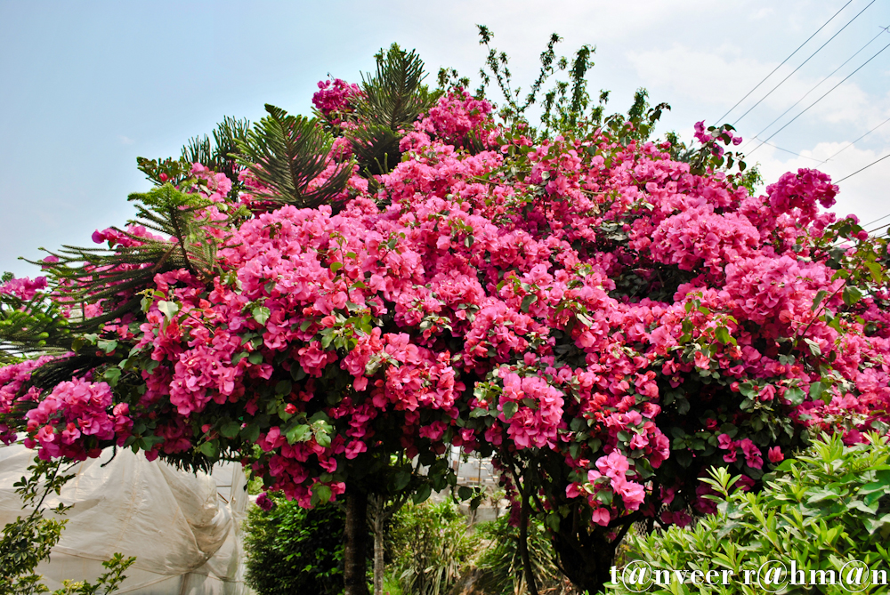 Bouganvillea - Seasonal Beautiful Flowers of Darjeeling