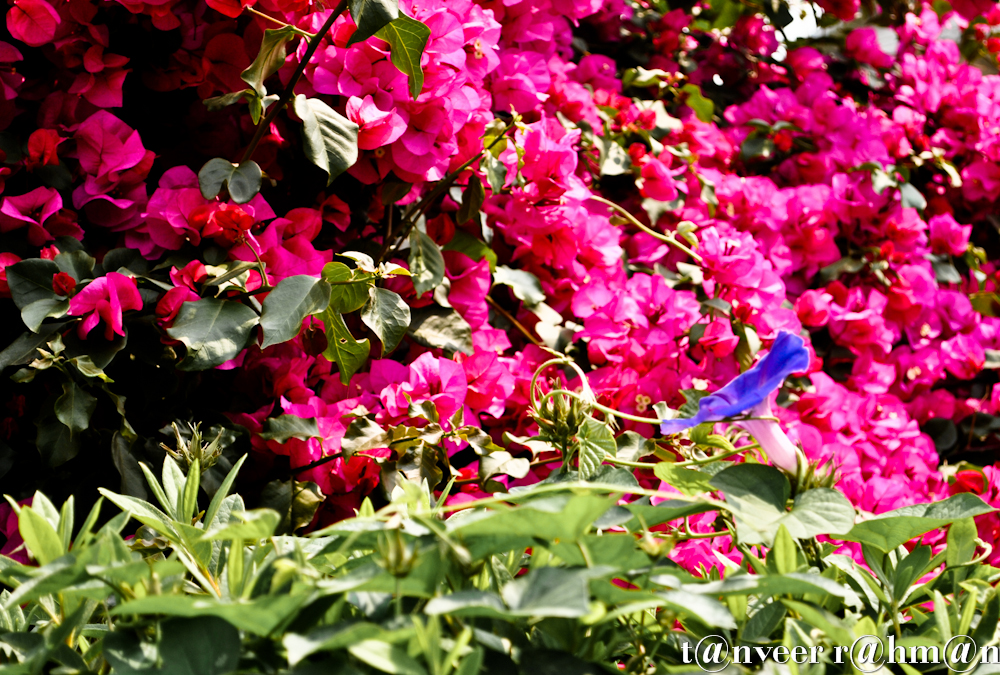 Pink bouganvillea (background) & a purple morning glory - Seasonal Beautiful Flowers of Darjeeling