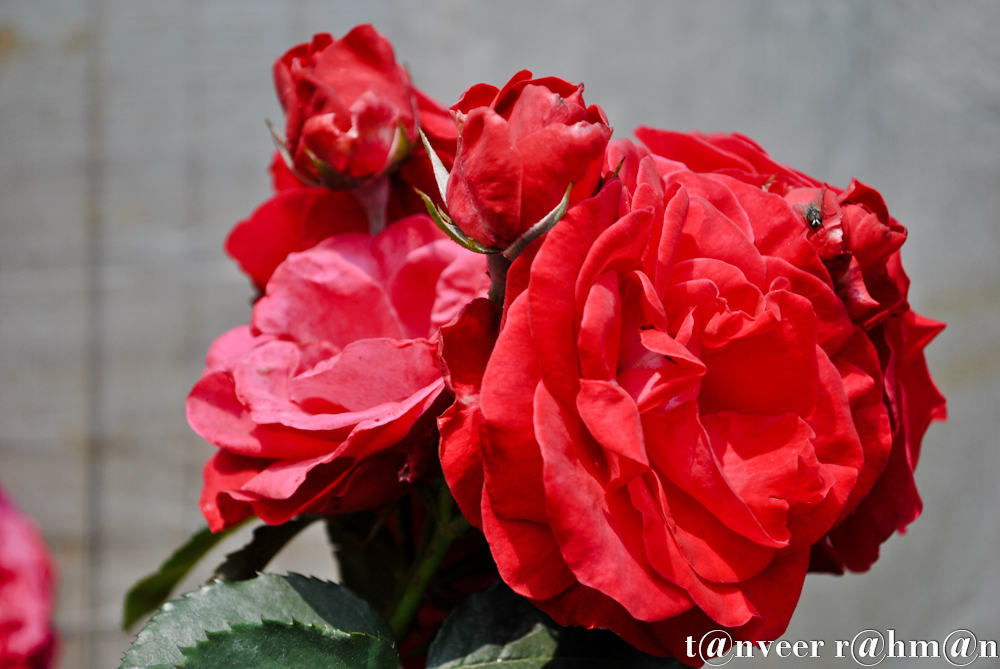 Red Roses - Seasonal Beautiful Flowers of Darjeeling