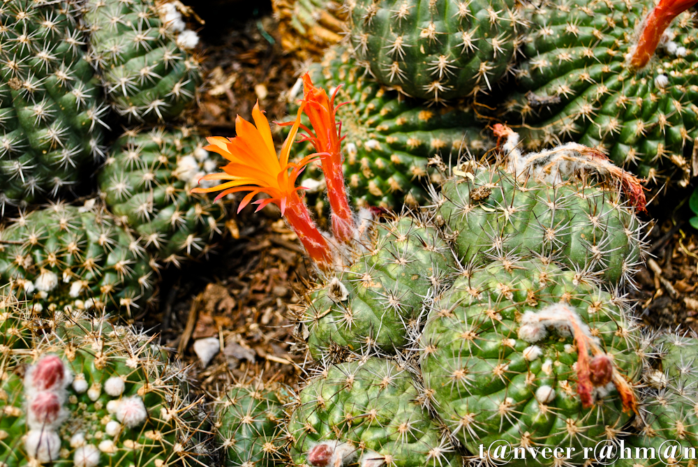Cactus - Seasonal Beautiful Flowers of Darjeeling