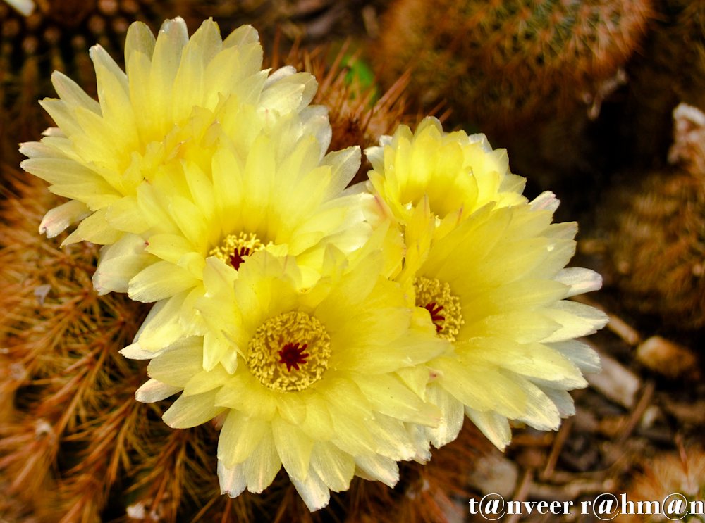 Cactus in bloom - Seasonal Beautiful Flowers of Darjeeling