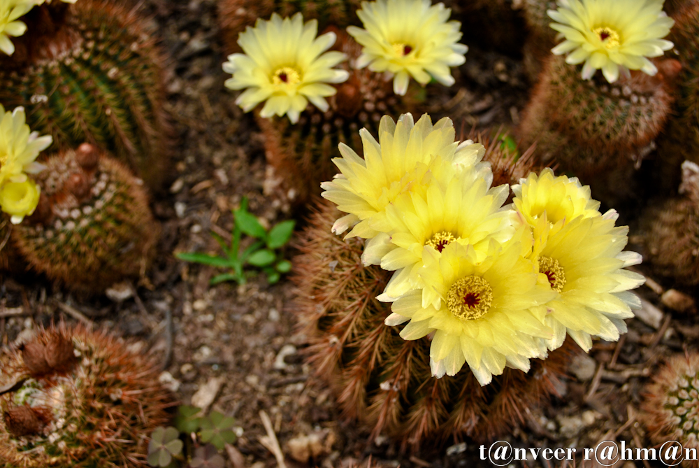 Cactus in bloom - Seasonal Beautiful Flowers of Darjeeling