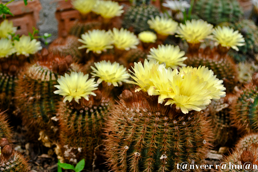 Cactus in bloom - Seasonal Beautiful Flowers of Darjeeling