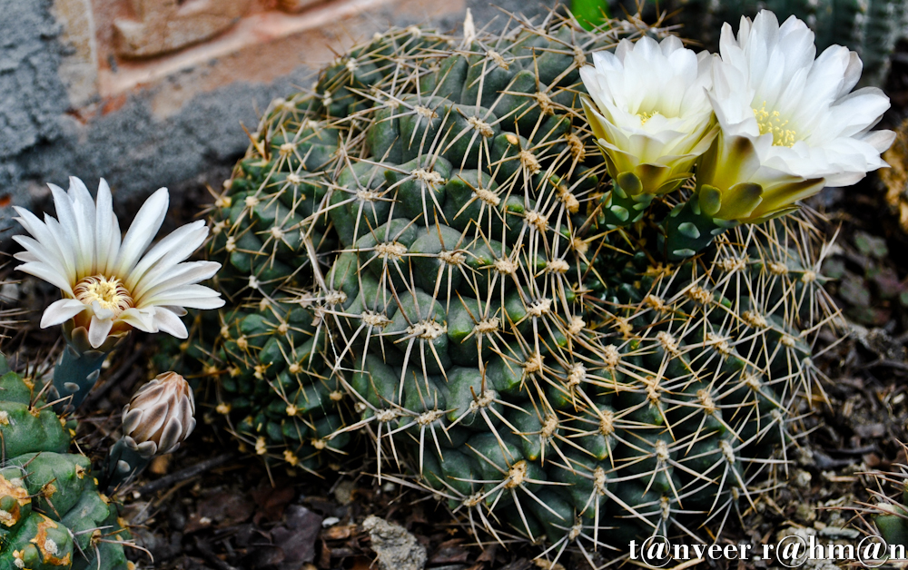 Cactus in bloom - Seasonal Beautiful Flowers of Darjeeling