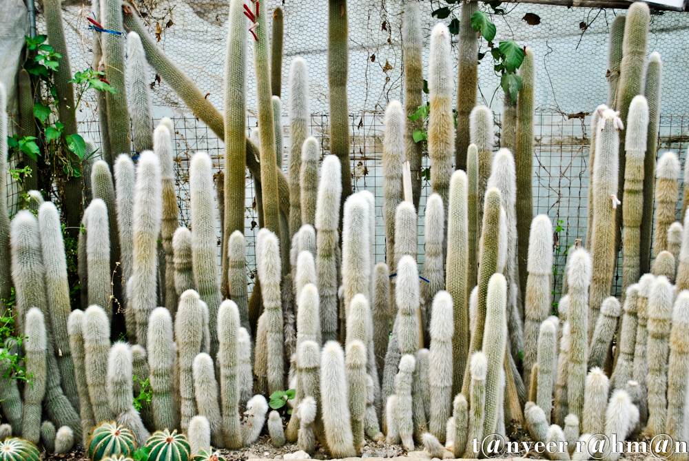 Cactus - Seasonal Beautiful Flowers of Darjeeling