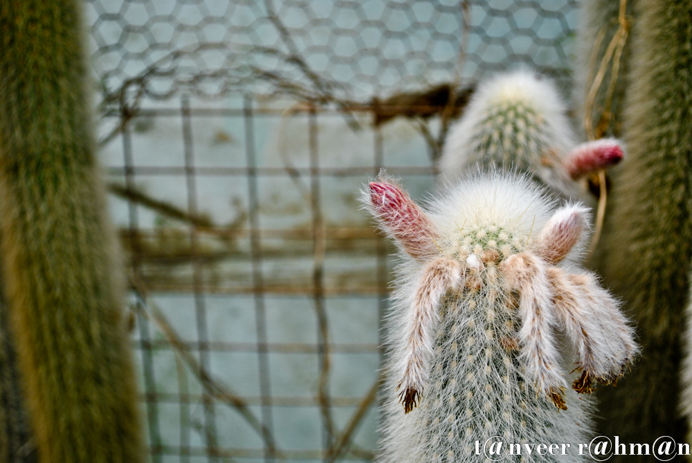 Cactus in bloom - Seasonal Beautiful Flowers of Darjeeling
