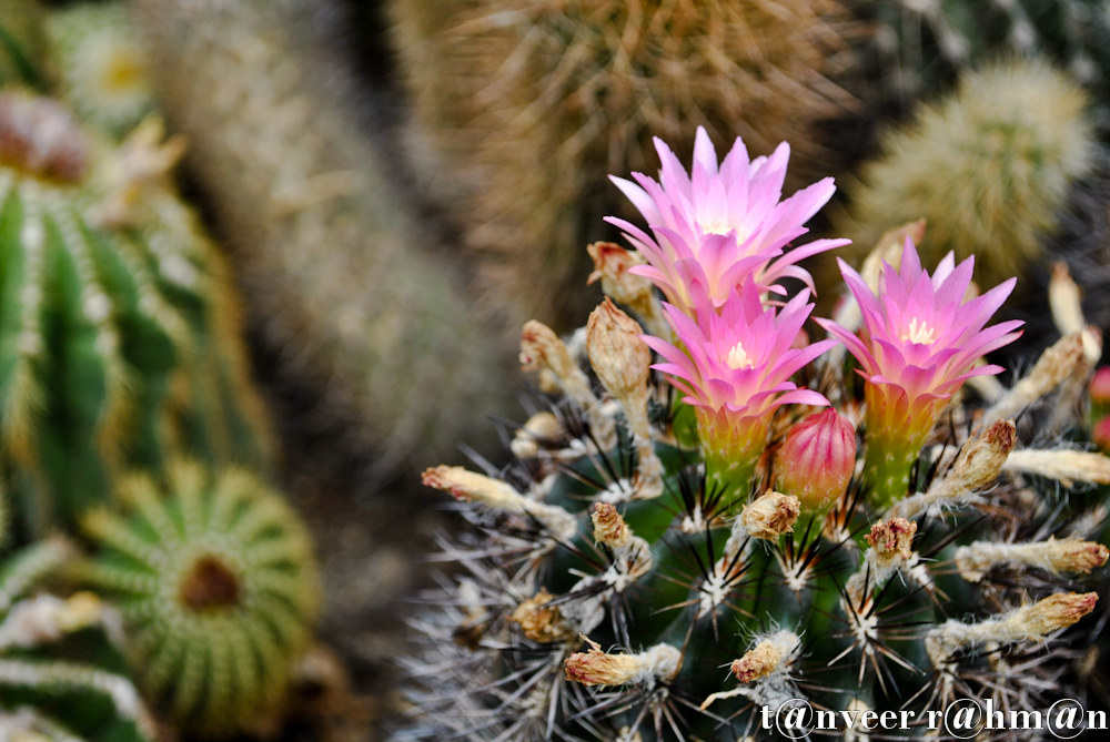 Cactus in bloom - Seasonal Beautiful Flowers of Darjeeling