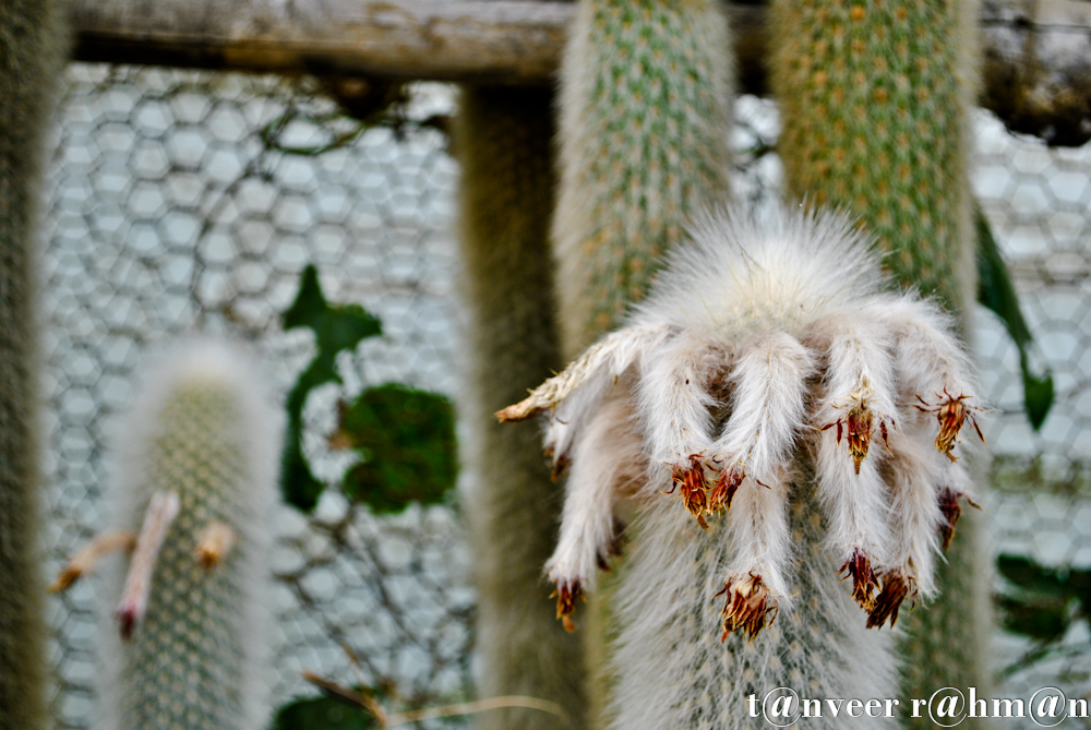 Cactus - Seasonal Beautiful Flowers of Darjeeling