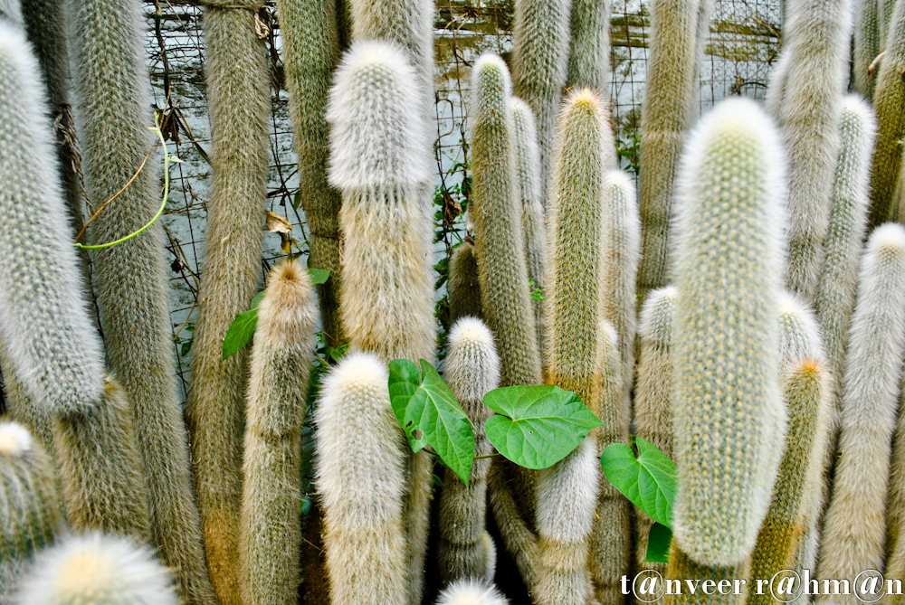 Cactus - Seasonal Beautiful Flowers of Darjeeling