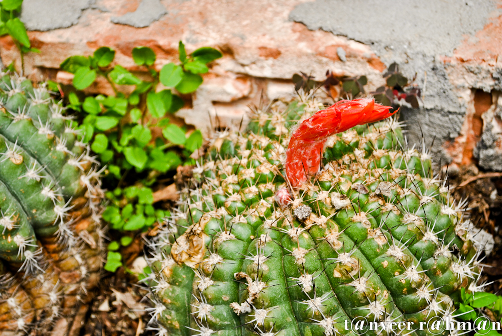 Cactus in bloom - Seasonal Beautiful Flowers of Darjeeling