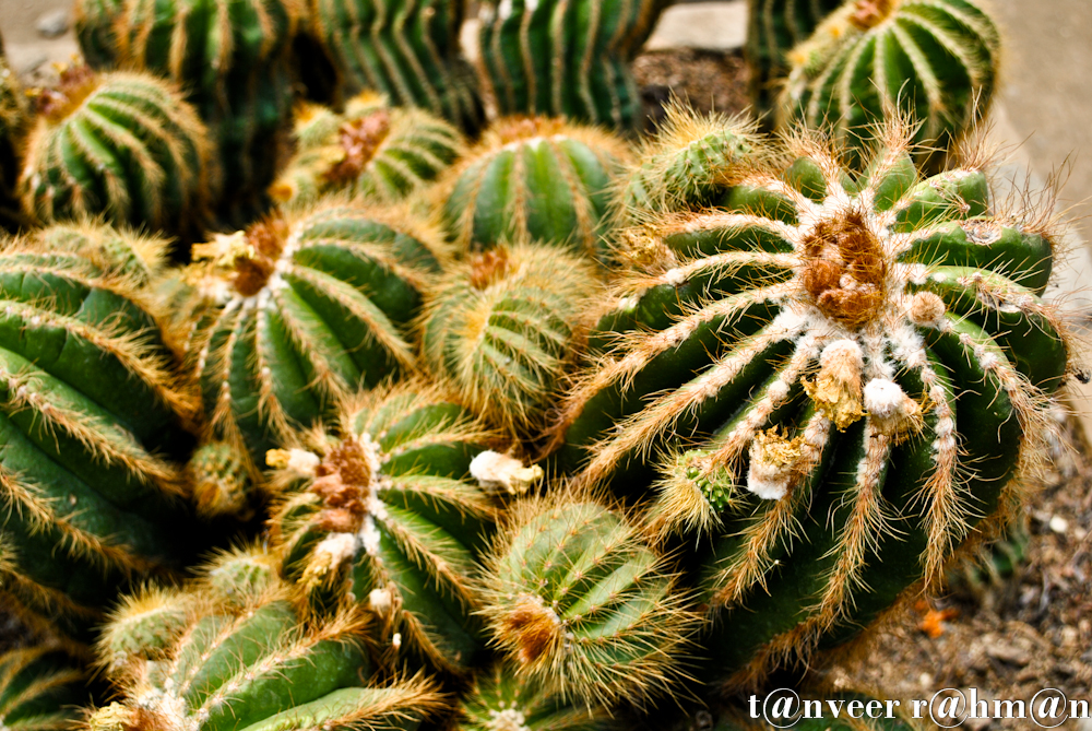 Cactus in bloom - Seasonal Beautiful Flowers of Darjeeling