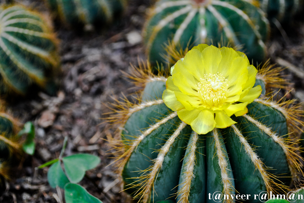 Cactus in bloom - Seasonal Beautiful Flowers of Darjeeling