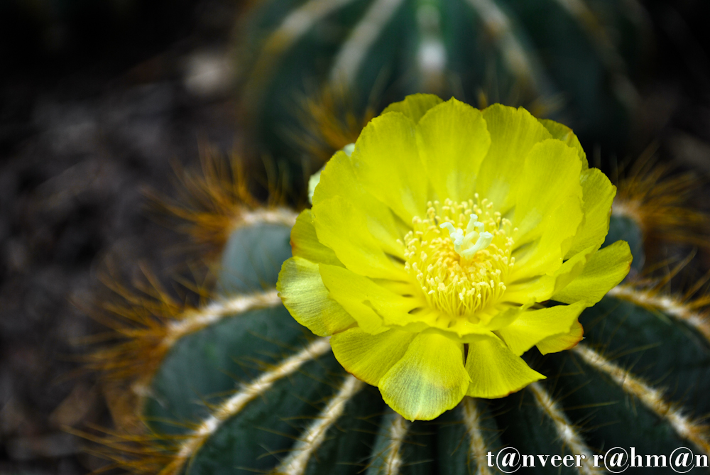 Cactus in bloom - Seasonal Beautiful Flowers of Darjeeling