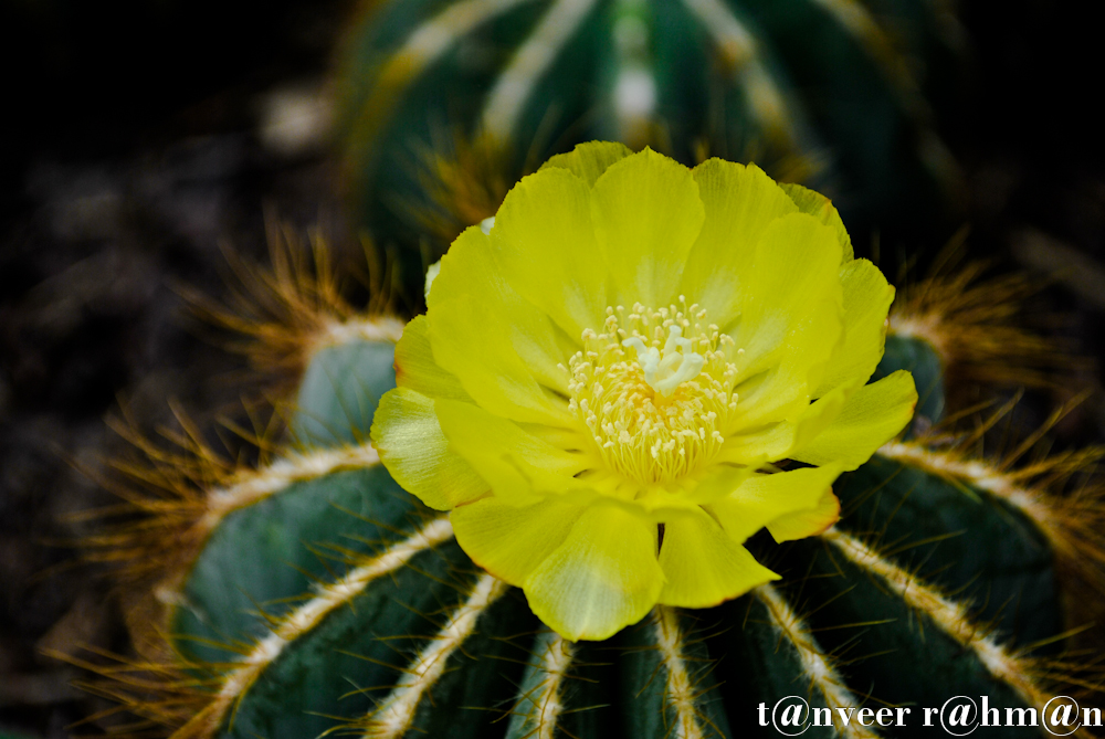 Cactus in bloom - Seasonal Beautiful Flowers of Darjeeling