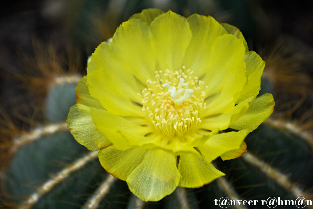 Cactus in bloom - Seasonal Beautiful Flowers of Darjeeling
