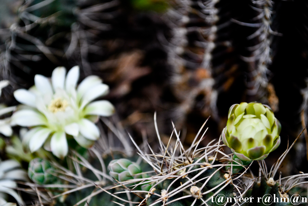 Cactus in bloom - Seasonal Beautiful Flowers of Darjeeling