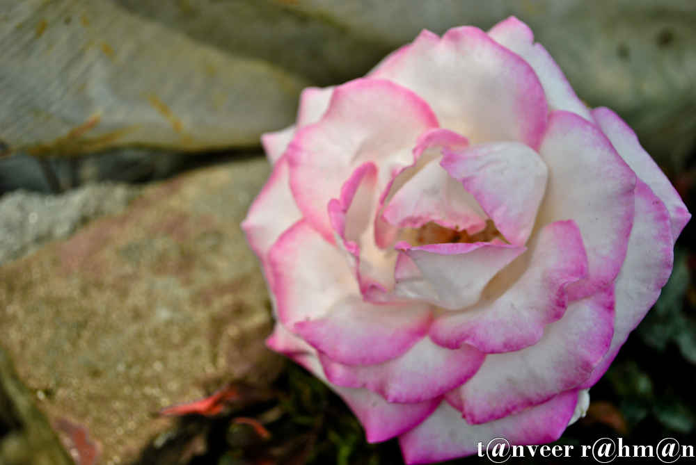 Rose - Seasonal Beautiful Flowers of Darjeeling