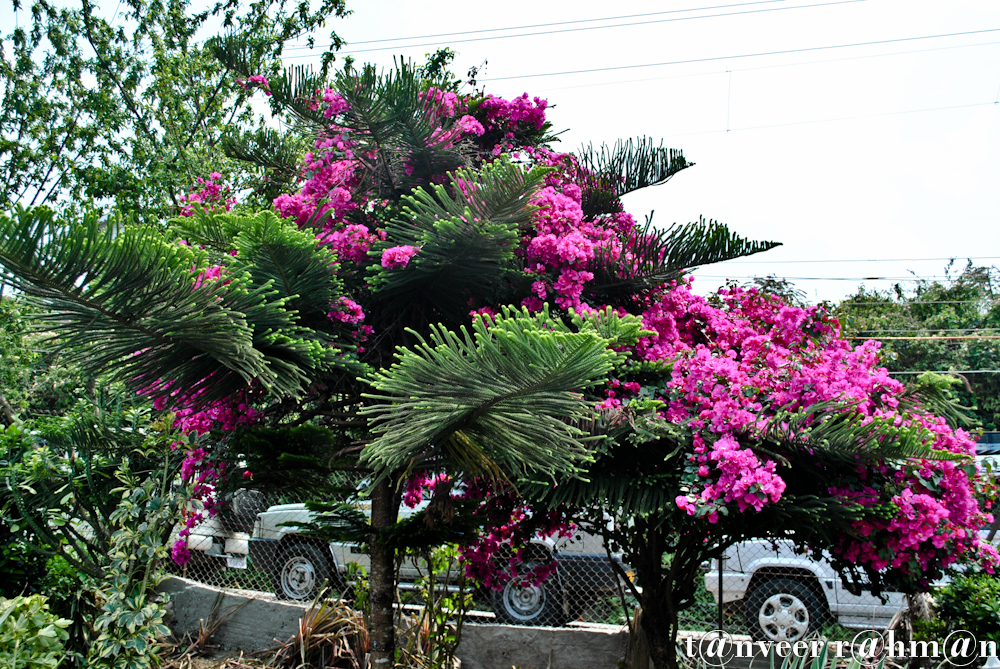 Bouganvillea - Seasonal Beautiful Flowers of Darjeeling