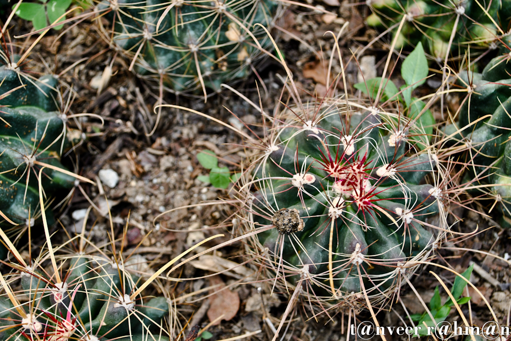 Cactus - Seasonal Beautiful Flowers of Darjeeling