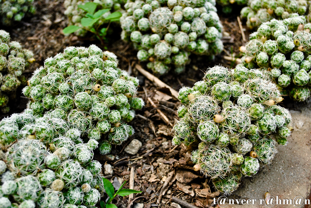 Cactus - Seasonal Beautiful Flowers of Darjeeling
