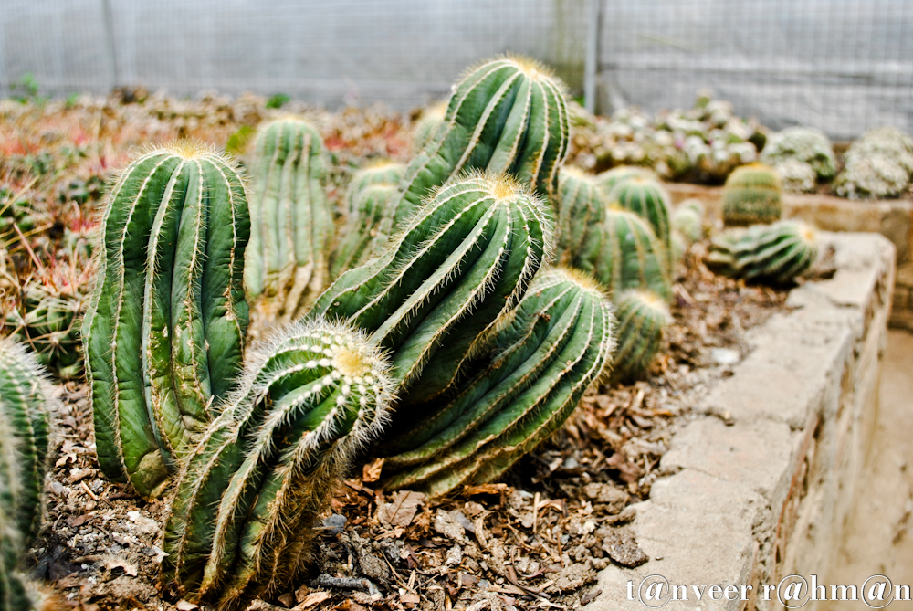 Cactus - Seasonal Beautiful Flowers of Darjeeling