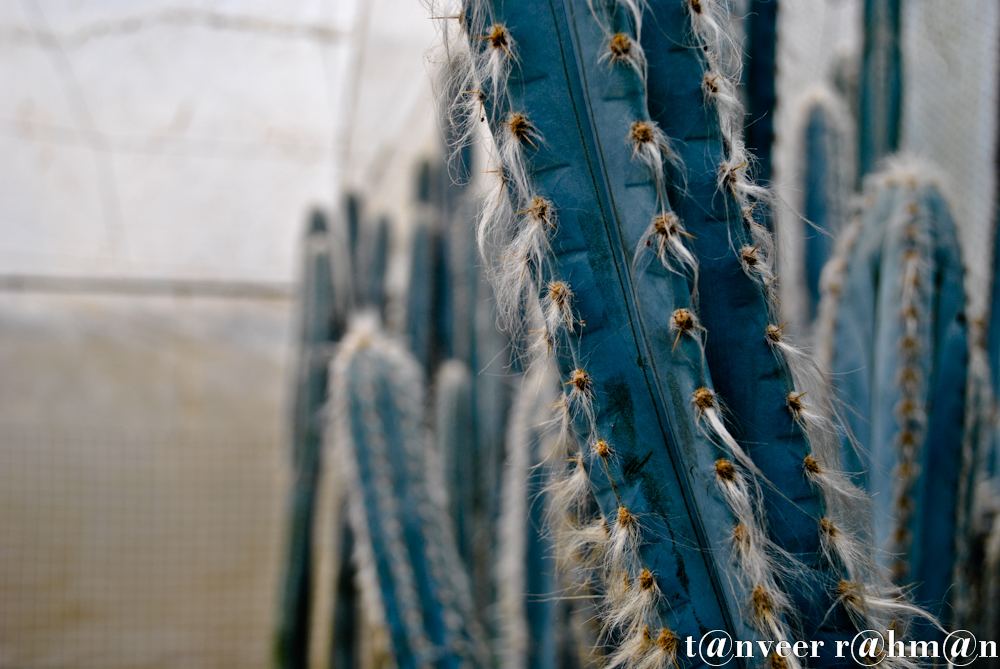 Cactus - Seasonal Beautiful Flowers of Darjeeling