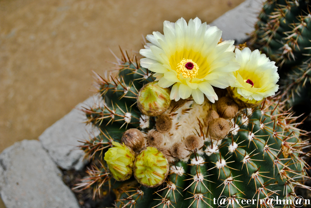 Cactus in bloom - Seasonal Beautiful Flowers of Darjeeling