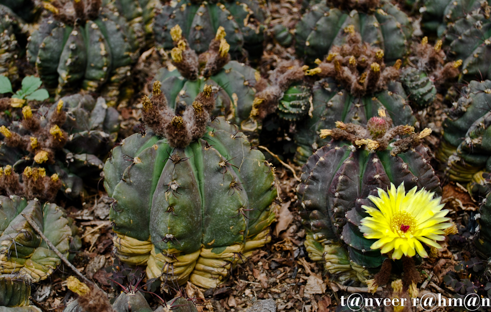 Cactus in bloom - Seasonal Beautiful Flowers of Darjeeling