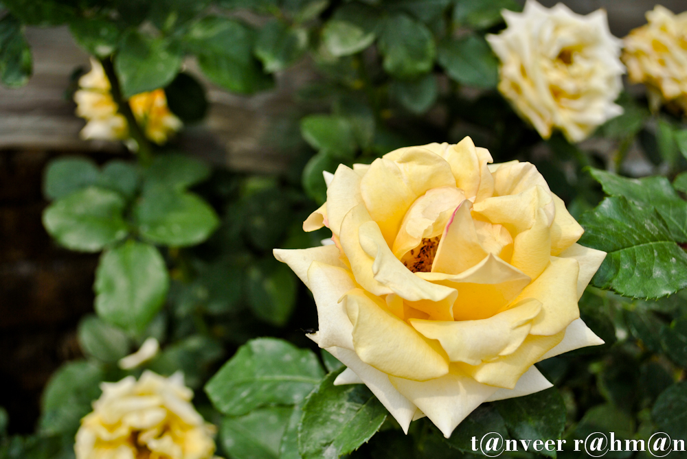 Yellow Rose - Seasonal Beautiful Flowers of Darjeeling