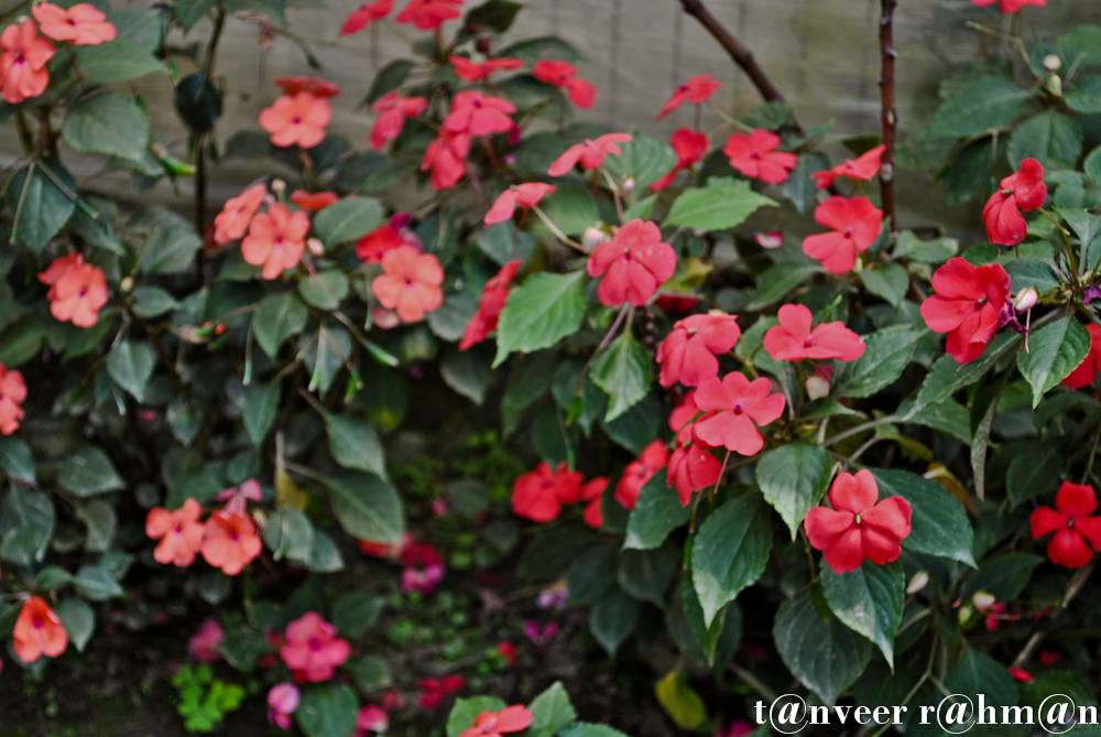 Impatiens - Seasonal Beautiful Flowers of Darjeeling