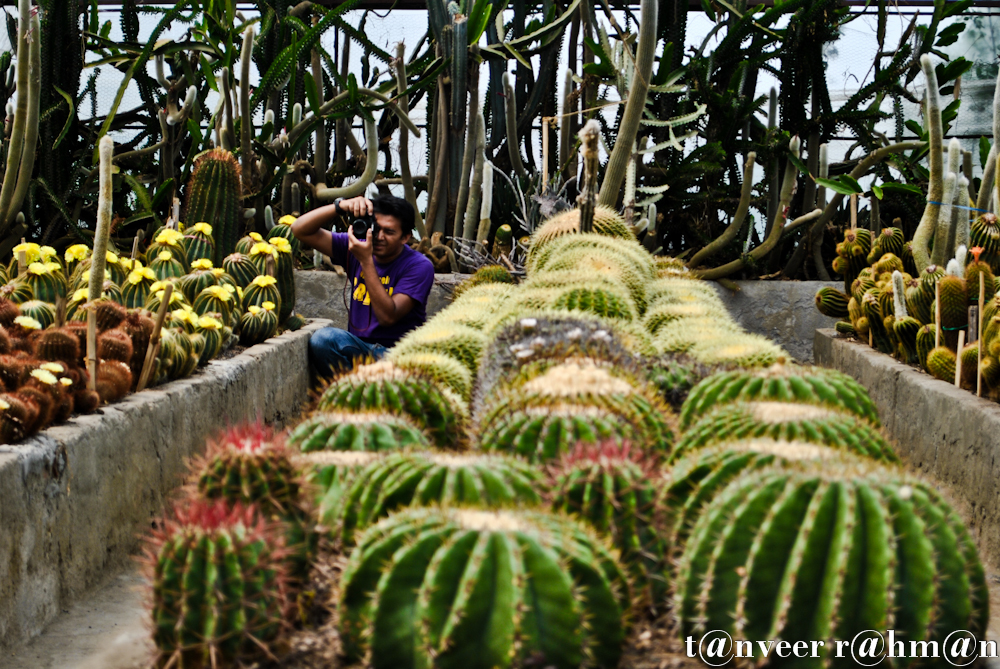 Cactus in bloom - Seasonal Beautiful Flowers of Darjeeling