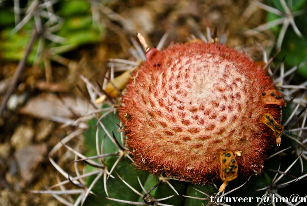 Cactus in bloom - Seasonal Beautiful Flowers of Darjeeling