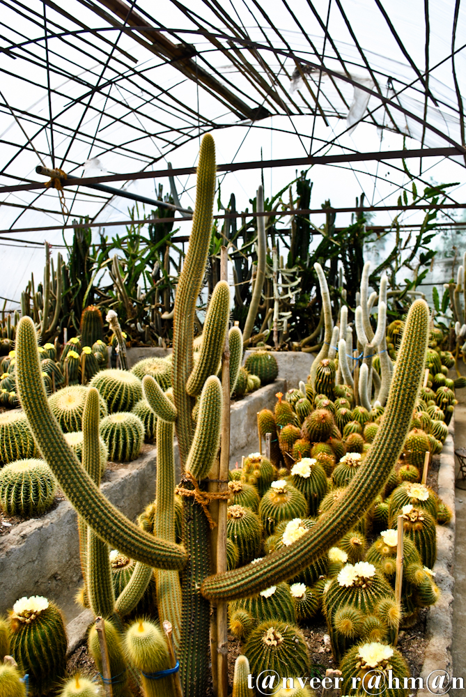 Cactus - Seasonal Beautiful Flowers of Darjeeling