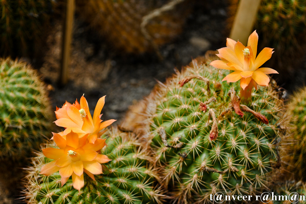 Cactus in bloom - Seasonal Beautiful Flowers of Darjeeling