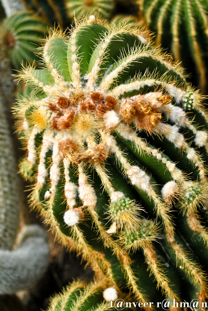 Cactus in bloom - Seasonal Beautiful Flowers of Darjeeling