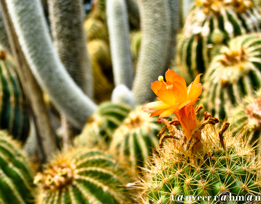 Cactus in bloom - Seasonal Beautiful Flowers of Darjeeling