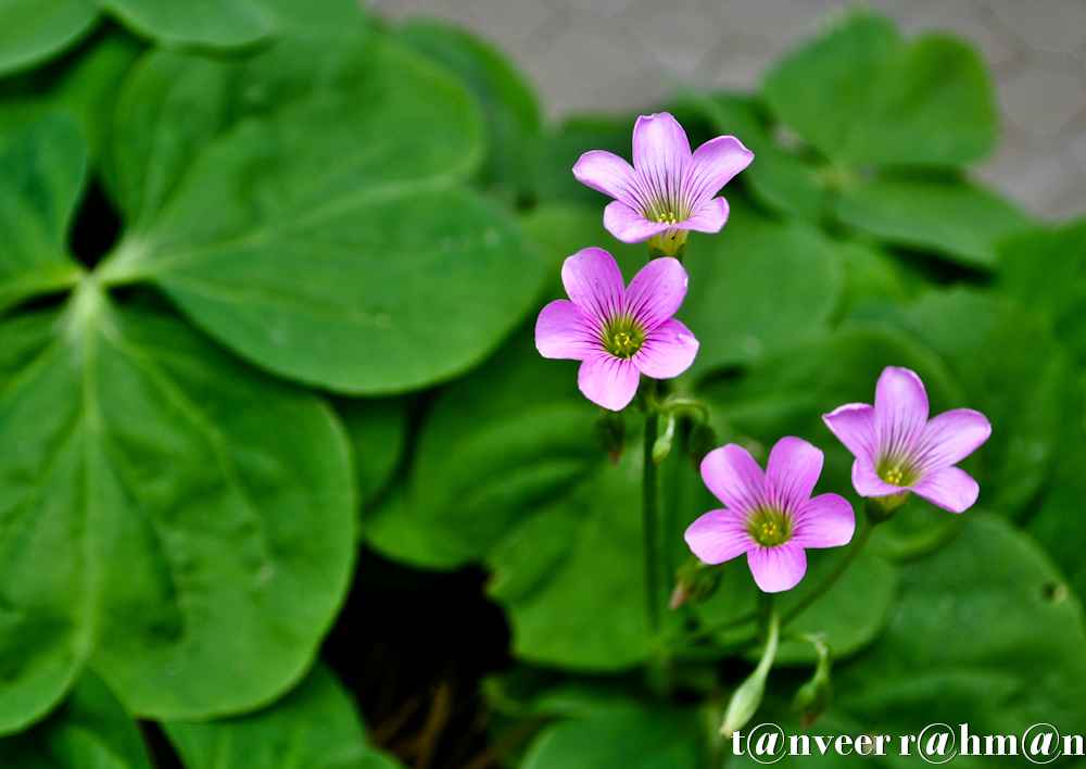 Oxalis - Seasonal Beautiful Flowers of Darjeeling