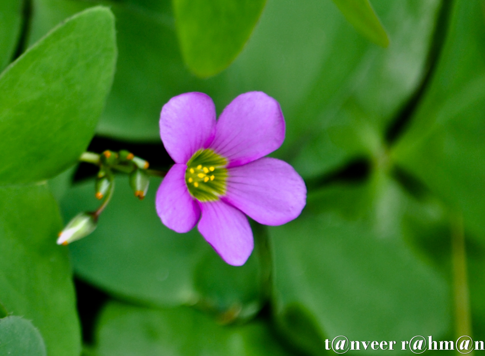 Oxalis - Seasonal Beautiful Flowers of Darjeeling