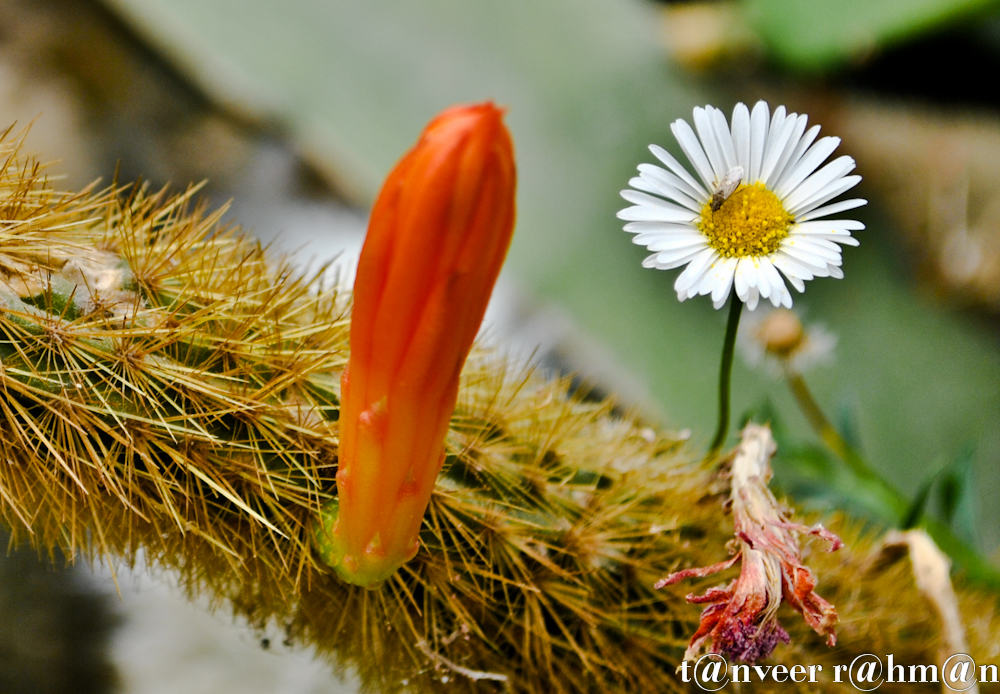 Daisy - Seasonal Beautiful Flowers of Darjeeling