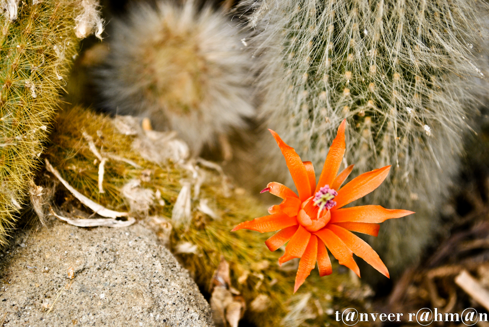 Cactus in bloom - Seasonal Beautiful Flowers of Darjeeling