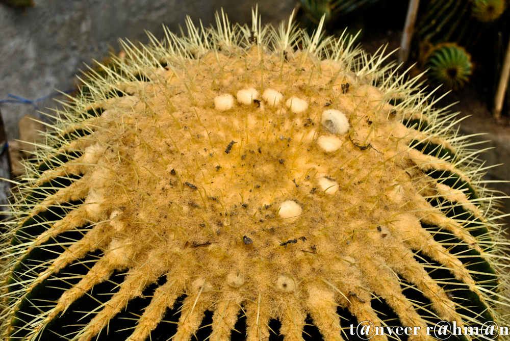 Cactus in bloom - Seasonal Beautiful Flowers of Darjeeling