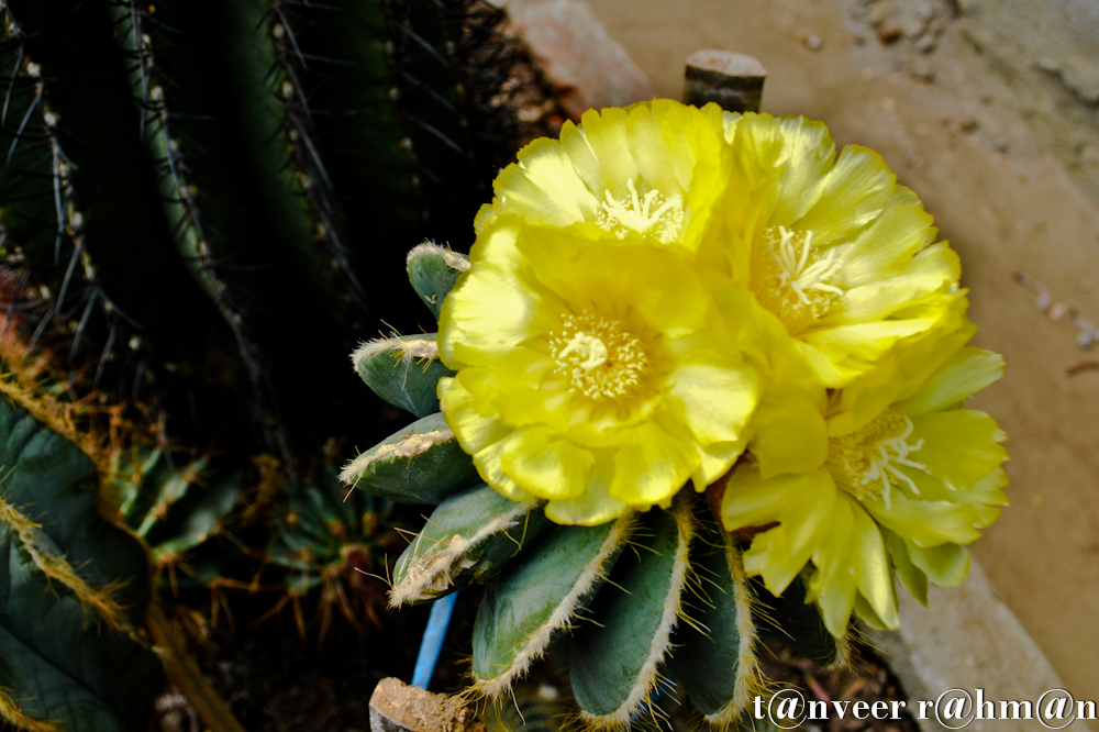 Cactus in bloom - Seasonal Beautiful Flowers of Darjeeling