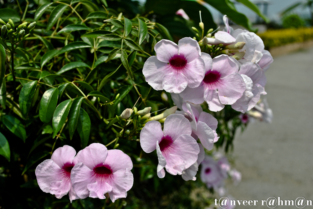 Beautyful Flower - Seasonal Beautiful Flowers of Darjeeling