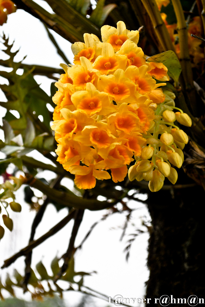 Sonalu - Seasonal Beautiful Flowers of Darjeeling