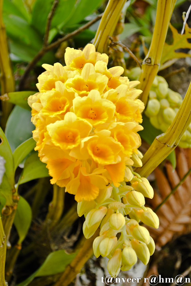 Sonalu - Seasonal Beautiful Flowers of Darjeeling