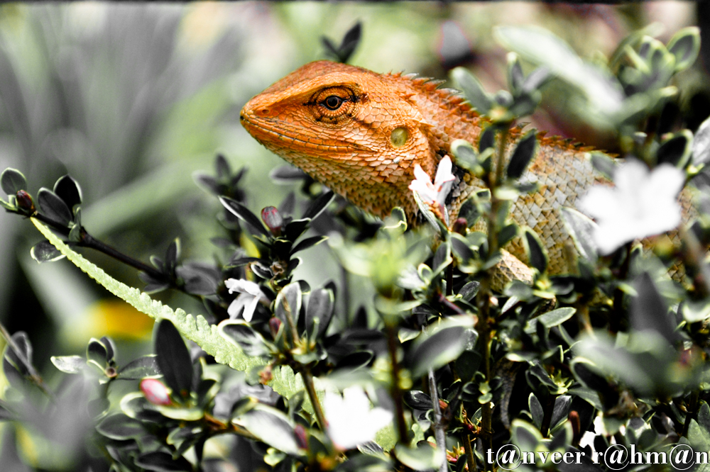 Chameleon lizard sitting on white azalea bush - Seasonal Beautiful Flowers of Darjeeling