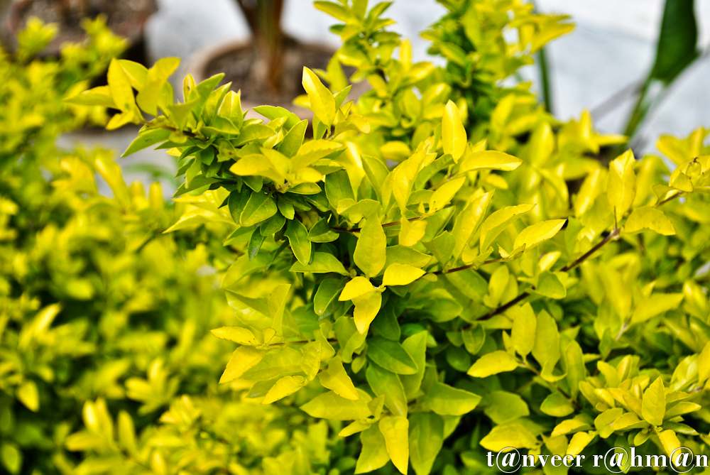 Eponymous - Seasonal Beautiful Flowers of Darjeeling