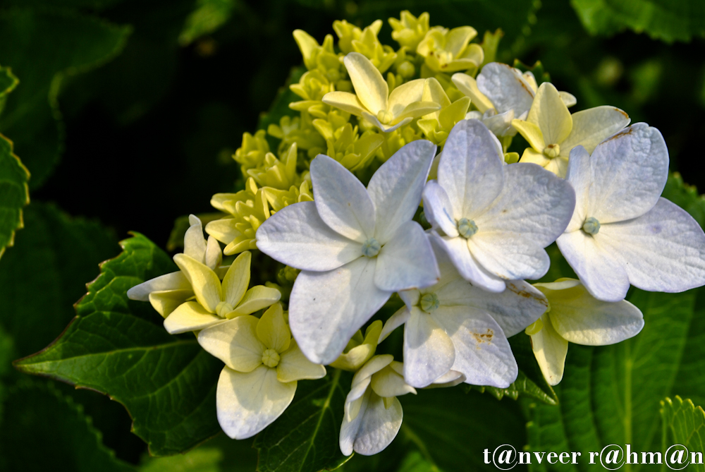 Hydrangeas - Seasonal Beautiful Flowers of Darjeeling