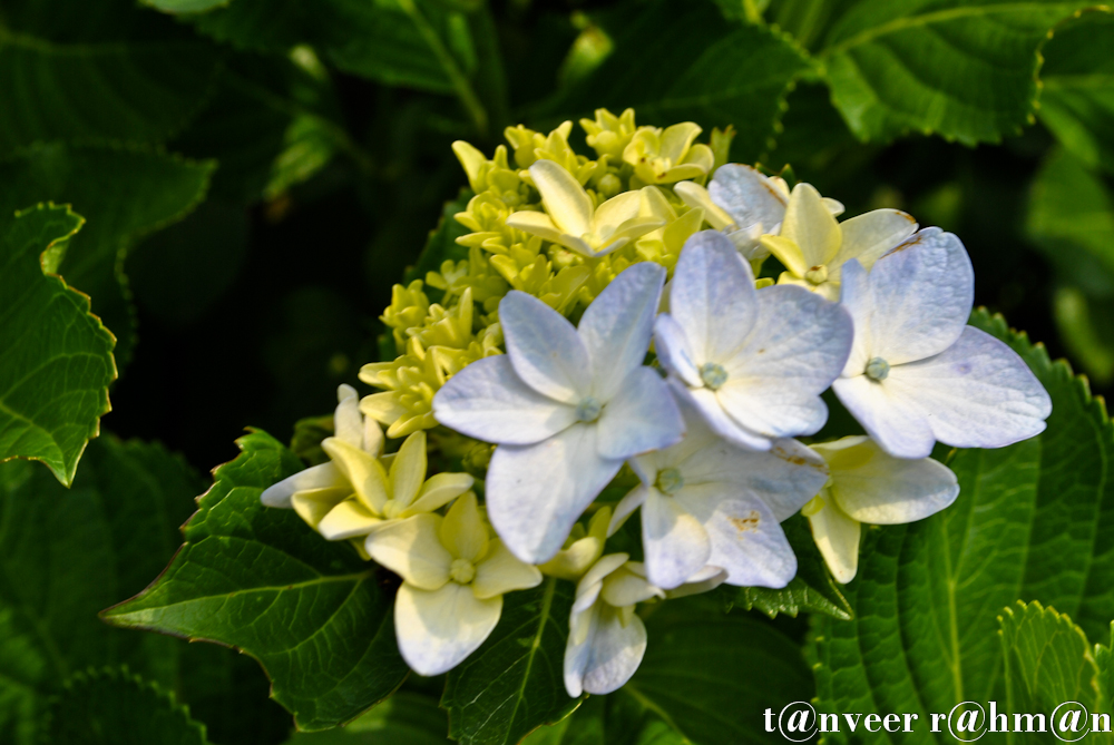 Hydrangeas - Seasonal Beautiful Flowers of Darjeeling